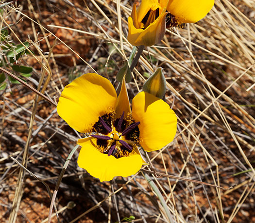Desert Mariposa Calochortus kennedyi Mariposa lily   