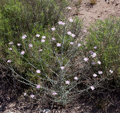 Desert Straw Stephanomeria pauciflora wire lettuce  