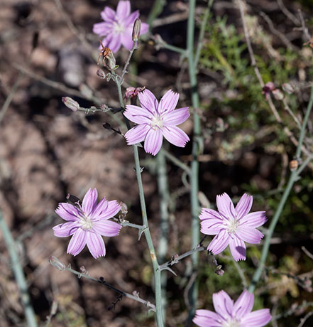 Desert Straw Stephanomeria pauciflora wire lettuce  