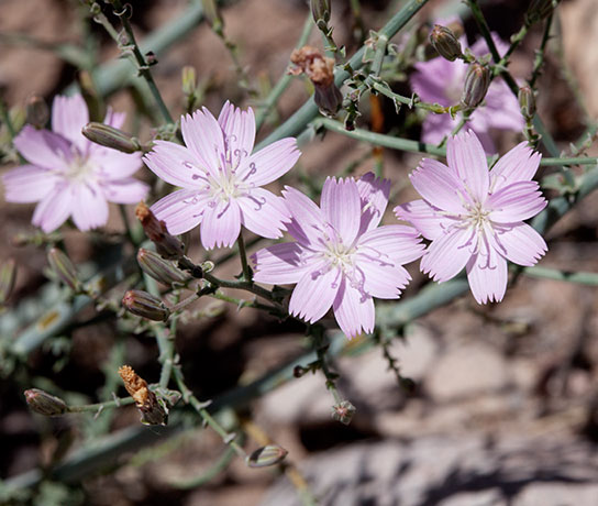 Desert Straw Stephanomeria pauciflora wire lettuce  