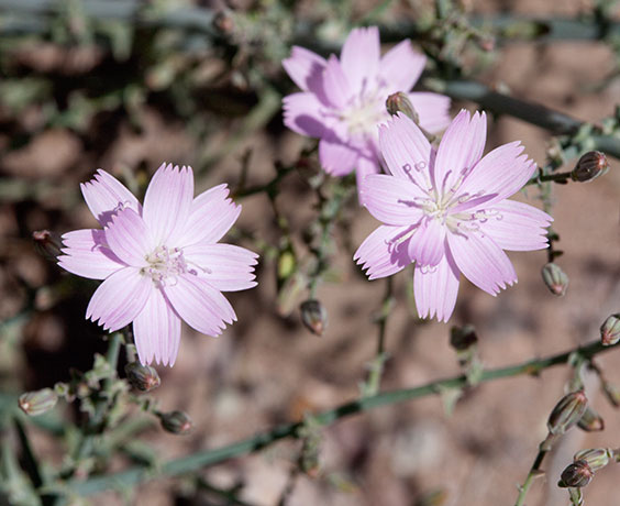 Desert Straw Stephanomeria pauciflora wire lettuce  