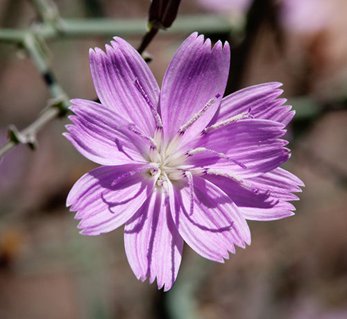Desert Straw Stephanomeria pauciflora wire lettuce  