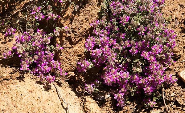 Trailing Indigobush Gregg Dalea Dalea Greggii 