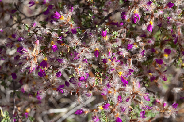 Feather Dalea Indigo Bush Dalea formosa  