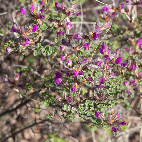 Feather Dalea Indigo Bush Dalea formosa  