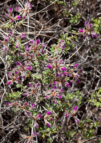 Feather Dalea Indigo Bush Dalea formosa  