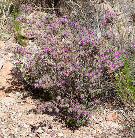 Feather Dalea Indigo Bush Dalea formosa  