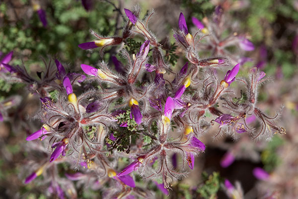 Feather Dalea Indigo Bush Dalea formosa  