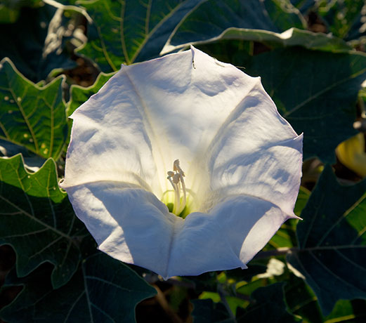 Sacred Datura Datura meteloides Datura Wrightii 