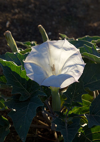 Sacred Datura Datura meteloides Datura Wrightii 
