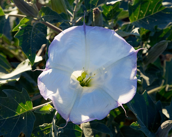 Sacred Datura Datura meteloides Datura Wrightii 