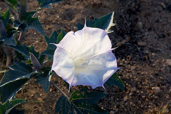 Sacred Datura Datura meteloides Datura Wrightii 