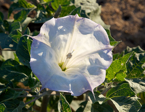 Sacred Datura Datura meteloides Datura Wrightii 