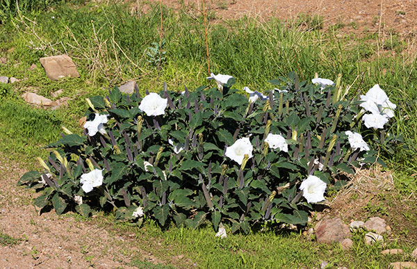 Sacred Datura Datura meteloides Datura Wrightii 