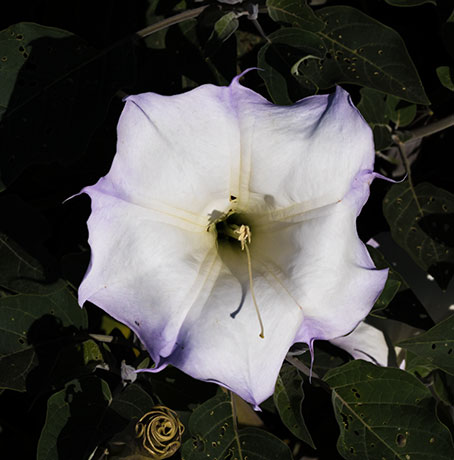 Sacred Datura Datura meteloides Datura Wrightii 
