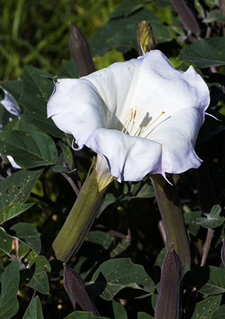Sacred Datura Datura meteloides Datura Wrightii 