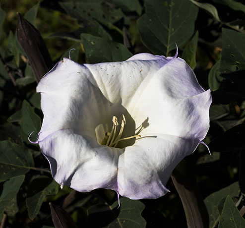 Sacred Datura Datura meteloides Datura Wrightii 