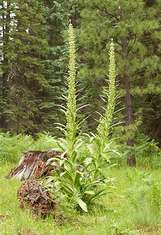 Deers Ears Monument Plant Frasera speciosa Swertia radiata 