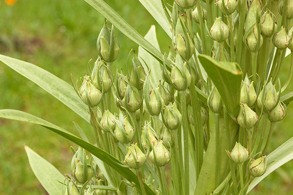 Deers Ears Monument Plant Frasera speciosa Swertia radiata 