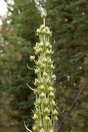 Deers Ears Monument Plant Frasera speciosa Swertia radiata 