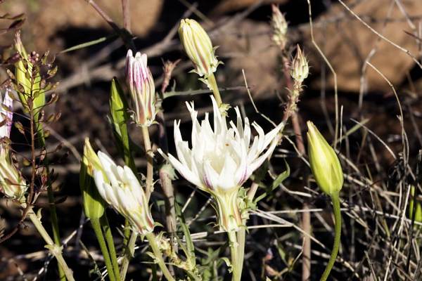 Desert Dandelion -- Desert Chicory (Rafinesquia)