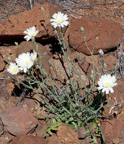Desert Dandelion Desert Chicory Rafinesquia 