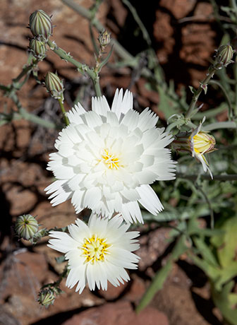 Desert Dandelion Desert Chicory Rafinesquia 