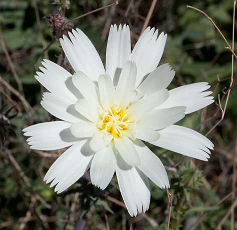 Desert Dandelion Desert Chicory Rafinesquia 