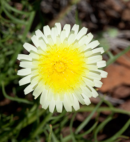 Desert Dandelion Malacothrix  