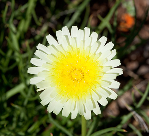 Desert Dandelion Malacothrix  