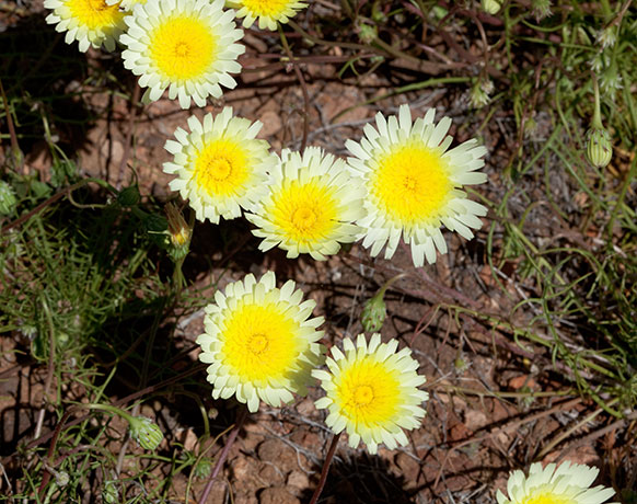 Desert Dandelion Malacothrix  