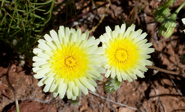 Desert Dandelion Malacothrix  