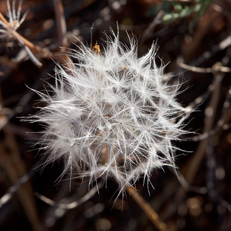 Desert Dandelion Desert Chicory Rafinesquia 