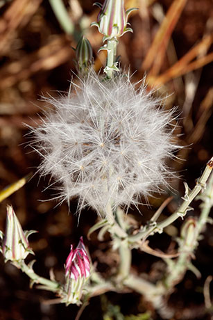 Desert Dandelion Desert Chicory Rafinesquia 