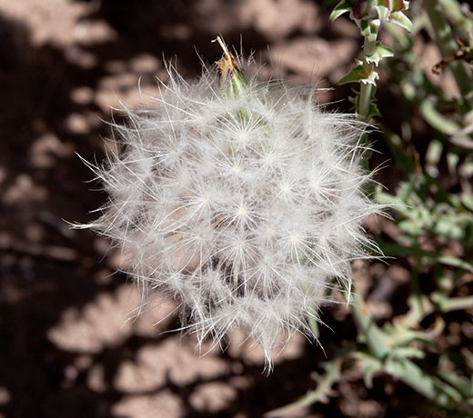 Desert Dandelion Desert Chicory Rafinesquia 