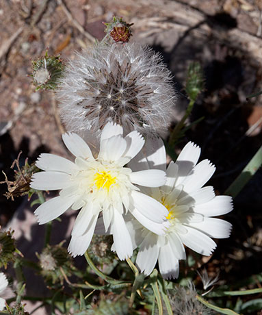 Desert Dandelion Desert Chicory Rafinesquia 