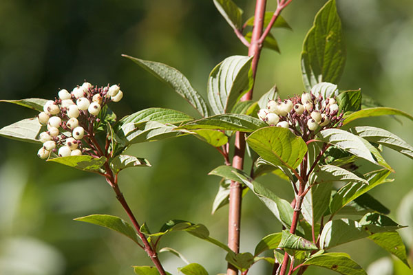 Red-osier Dogwood Cornus sericea Cornus stolonifera  