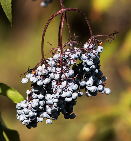 New Mexican Elders Sambucas Mexicana var. cerulean Blueberry Elders Sambucus nigra 