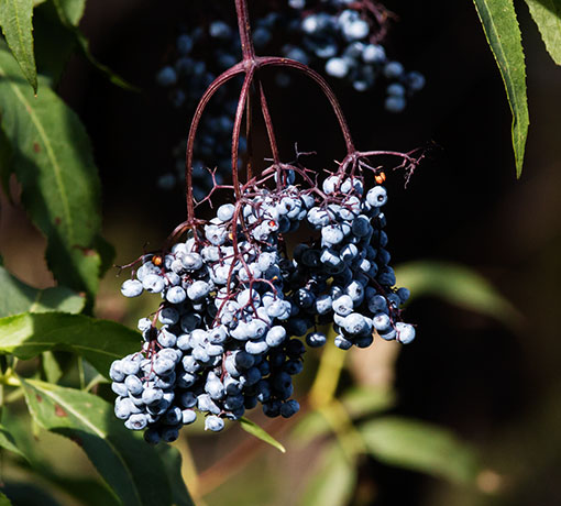 New Mexican Elder Sambucas Mexicana var. cerulean Blueberry Elder Sambucus nigra Blue Elderberry 