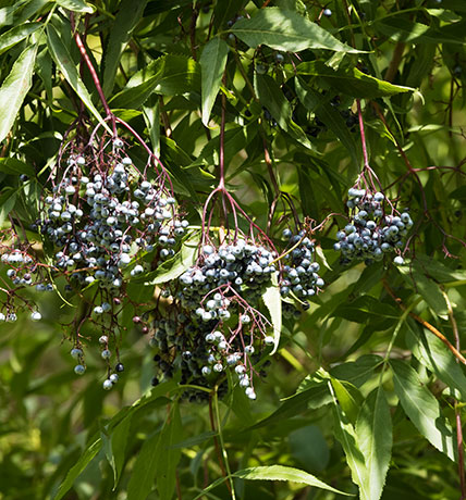 New Mexican Elder Sambucas Mexicana var. cerulean Blueberry Elder Sambucus nigra Blue Elderberry 