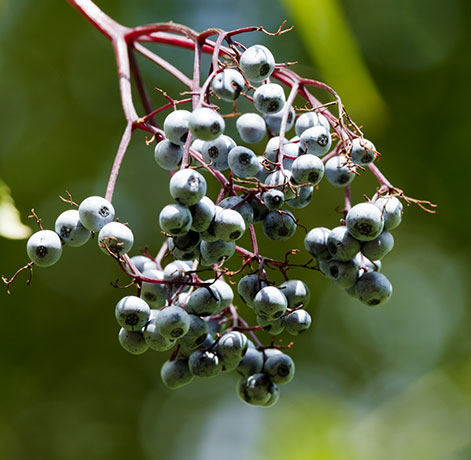 New Mexican Elder Sambucas Mexicana var. cerulean Blueberry Elder Sambucus nigra Blue Elderberry 