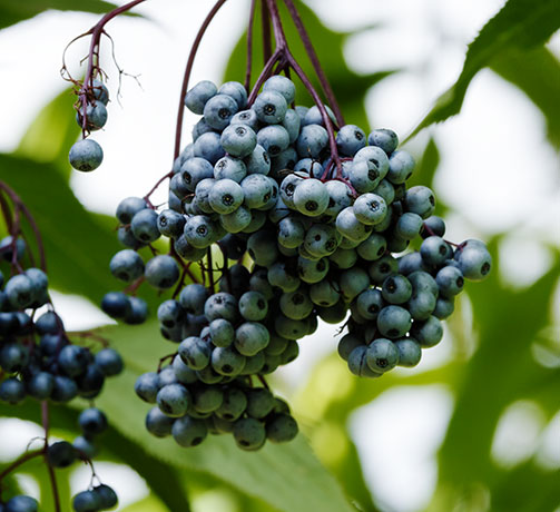 New Mexican Elder Sambucas Mexicana var. cerulean Blueberry Elder Sambucus nigra Blue Elderberry 