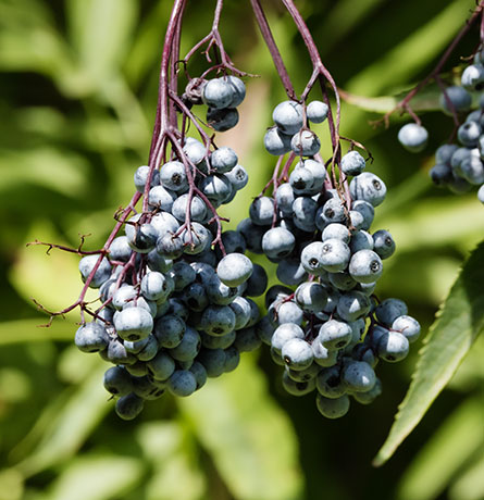 New Mexican Elder Sambucas Mexicana var. cerulean Blueberry Elder Sambucus nigra Blue Elderberry 