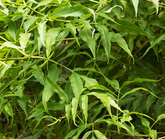 New Mexican Elder Sambucas Mexicana var. cerulean Blueberry Elder Sambucus nigra Blue Elderberry 
