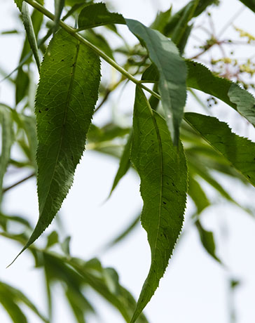 New Mexican Elder Sambucas Mexicana var. cerulean Blueberry Elder Sambucus nigra Blue Elderberry 