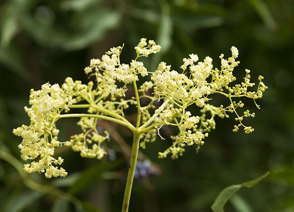 New Mexican Elder Sambucas Mexicana var. cerulean Blueberry Elder Sambucus nigra Blue Elderberry 