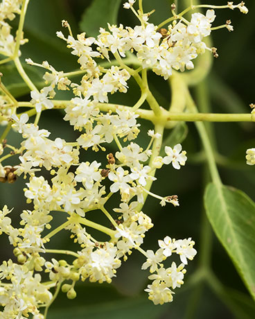New Mexican Elder Sambucas Mexicana var. cerulean Blueberry Elder Sambucus nigra Blue Elderberry 