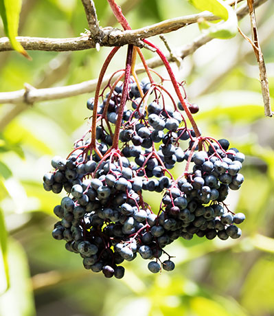 New Mexican Elder Sambucas Mexicana var. cerulean Blueberry Elder Sambucus nigra Blue Elderberry 