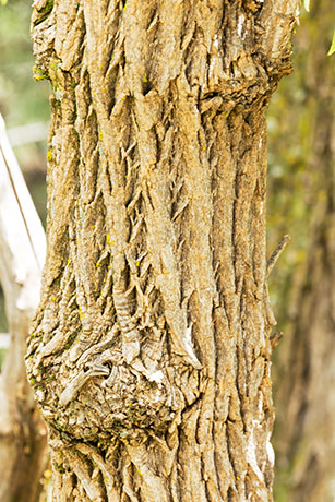 New Mexican Elder Sambucas Mexicana var. cerulean Blueberry Elder Sambucus nigra Blue Elderberry 