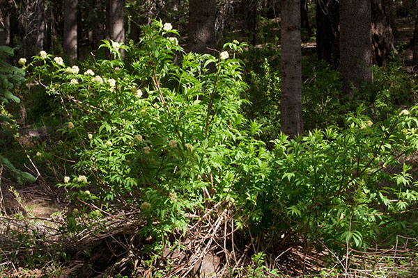 Redberried Elder Sambucus microbotrys Sambucus racemosa 